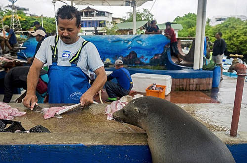 海獅變魚攤?？?排隊“購買”金槍魚
