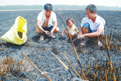 　村民為挽回一點(diǎn)損失，只得撿拾一些燒焦的麥穗。