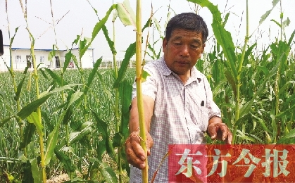 “東亞飛蝗”侵襲滎陽千畝黃河灘 ?？兄参锶~子