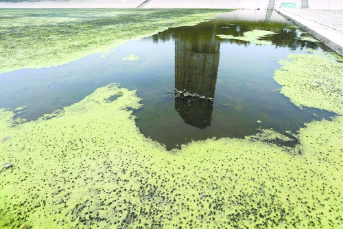 幾近干涸、臭氣熏天、長滿水草的東風(fēng)渠，已不見往日容顏　 記者 侯建勛/攝