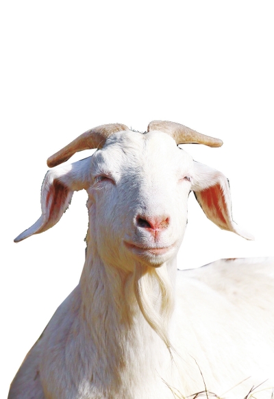 奶山羊,這種羊?yàn)楸就辽窖?，以產(chǎn)奶為主，產(chǎn)奶量高。具有“頭長(zhǎng)、頸長(zhǎng)、體長(zhǎng)、腿長(zhǎng)”的特征，俗稱“四長(zhǎng)羊”
