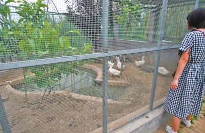 救助鳥類的大籠子里沒有鳥類，鴨子和鵝占了“鵲巢