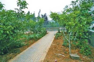 路兩邊是核桃樹，而路的盡頭救助野生鳥類的籠子，鴨子和鵝占了鵲巢