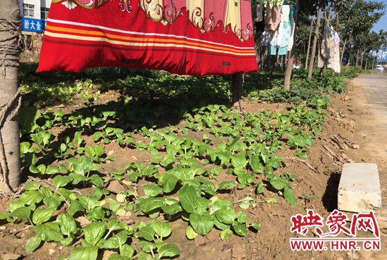 西四環(huán)中原路交叉口，大片生態(tài)廊道被毀，變成私家菜園。