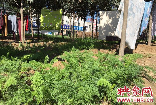 西四環(huán)中原路交叉口，大片生態(tài)廊道被毀，變成私家菜園。