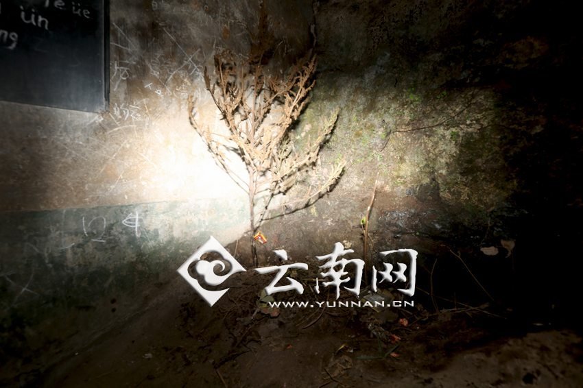 　教室里沒有燈，光線太暗，村民便種下了野蘇麻，希望教室有綠色，讓孩子們看到“希望”。 徐弘毅 攝