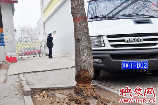 據(jù)了解，這棵樹在一家名叫“蝸牛之家”賓館專用停車場的出口處的南側(cè)，與北側(cè)的另外一棵白蠟樹有三四米的距
