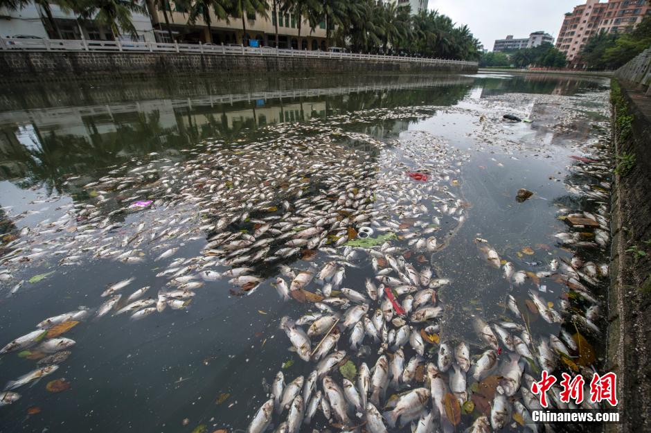 ?？诿郎岷蝇F(xiàn)大面積死魚 河面蔓延超一公里長