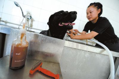 天熱時(shí),搜油犬會(huì)天天洗澡。