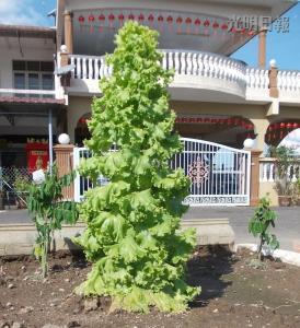 馬口親善花園居民李亞德種出“高人一等”的生菜，這棵3英尺高的生菜好像圣誕樹，令人稱奇。