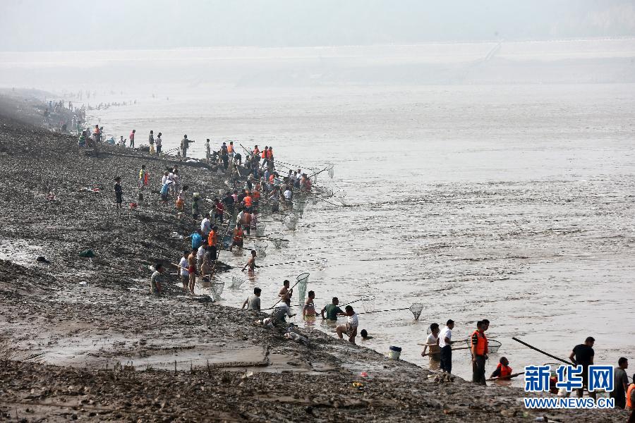 7月6日,在山西省平陸縣黃河岸邊,人們在河邊捕撈黃河“流魚”。