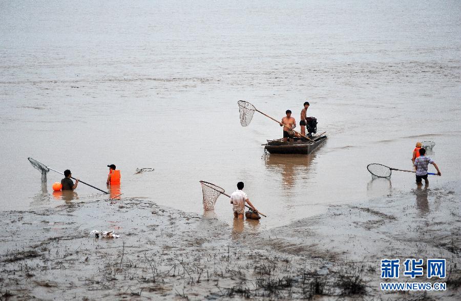 7月6日,在山西省平陸縣黃河河道內(nèi),人們在捕撈黃河“流魚”。
