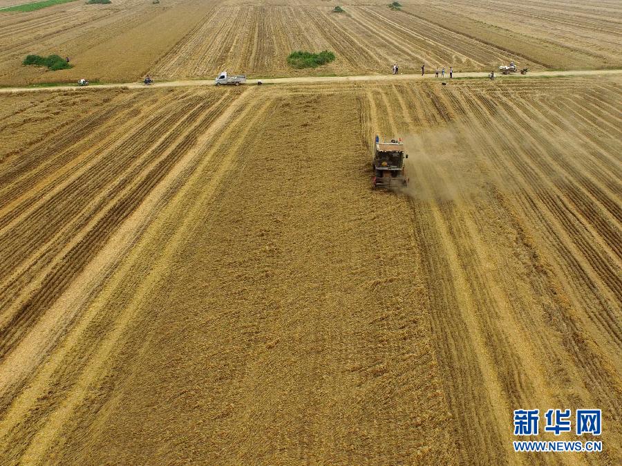這是5月28日在河南省南陽市唐河縣甘河灣村航拍的麥收現(xiàn)場。