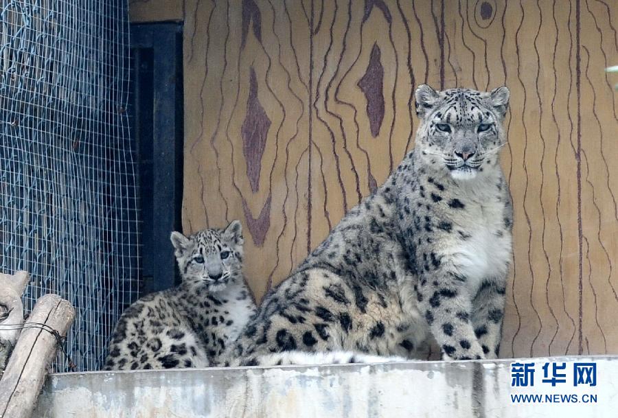濟(jì)南野生動物世界剛過百日的小雪豹和媽媽一起與游客見面
