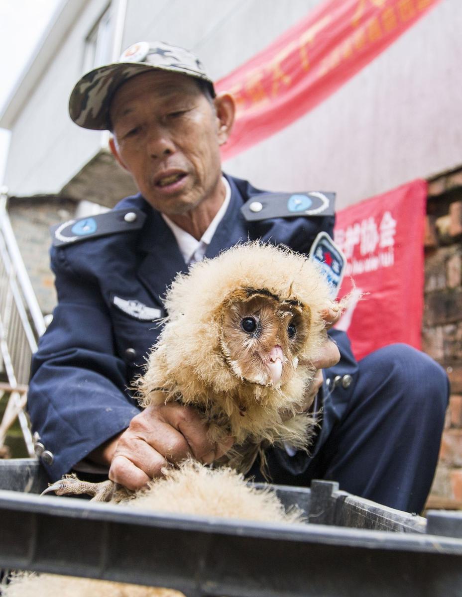 這5只雛鳥長得既像貓頭鷹，又像老鷹，危億玲和她丈夫便上網(wǎng)查詢，也沒查出來到底是什么動物。因為擔心這些雛鳥是保護動物，放在自己家里會養(yǎng)不好，危億玲便聯(lián)系上了都昌縣林業(yè)局野生動植物保護管理站。