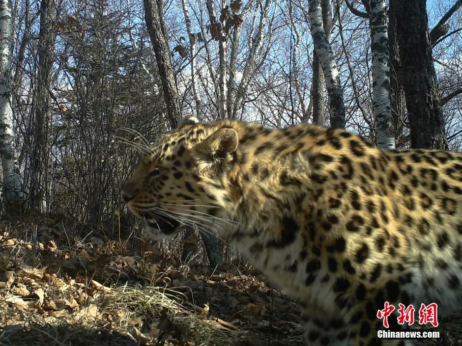 黑龍江老爺嶺保護(hù)區(qū)多次拍到野生東北虎、豹影像