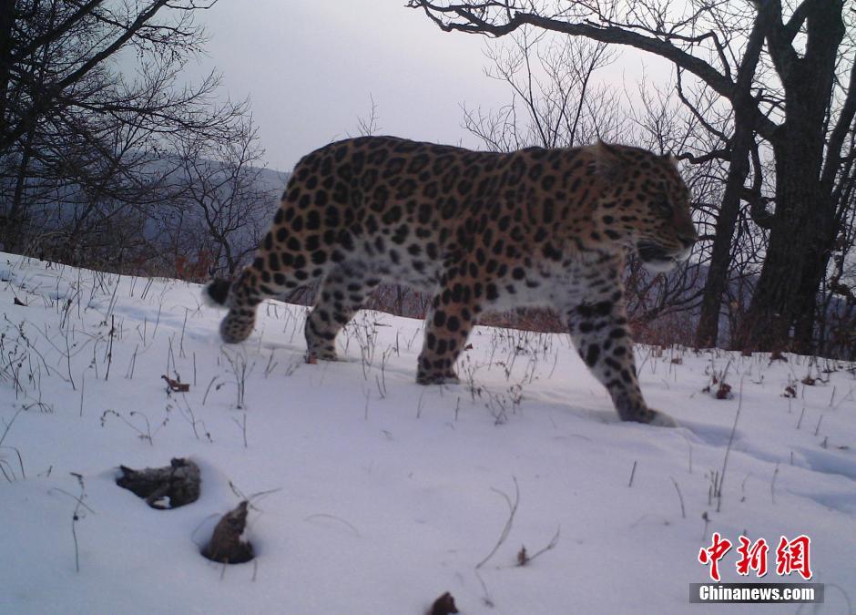黑龍江老爺嶺保護(hù)區(qū)多次拍到野生東北虎、豹影像