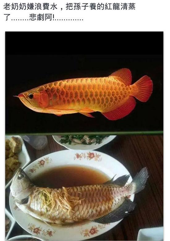 老奶奶嫌浪費(fèi)水,把孫子養(yǎng)的紅龍清蒸了。圖片取自臺媒