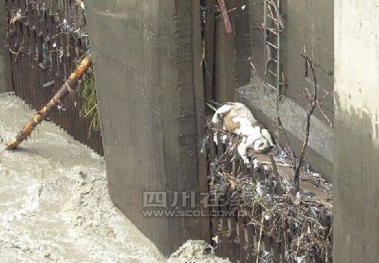 臥龍驚現(xiàn)野生大熊貓尸體 解剖認定為顱內出血死亡