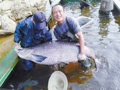 河南水庫捕到147斤重大青魚，長(zhǎng)1.76米。