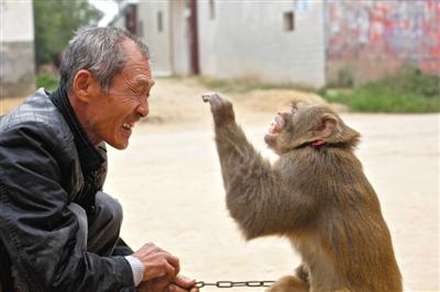 10月13日，新野縣鮑灣村耍猴人楊林貴蹲在家門口和自己的猴子玩耍。楊林貴，耍猴近三十年。