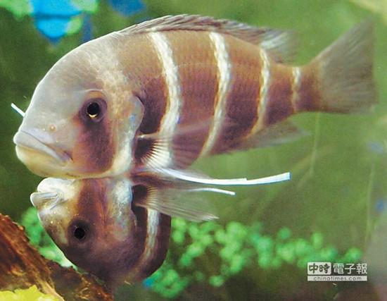 這對連體魚上面的哥哥體型較大，約是下面弟弟的2倍