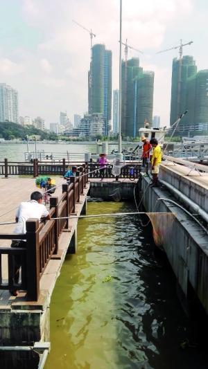 一群人正在打撈放生的龜、魚(yú)等。信息時(shí)報(bào)記者 陳文杰 攝