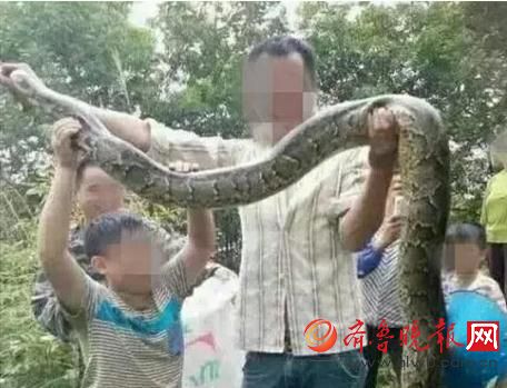 膽真大！男子抓野生大蟒燉湯 蟒蛇屬國(guó)家一級(jí)保護(hù)動(dòng)物(圖)