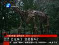 恐龍來了 你要看么？