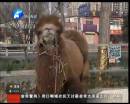 駱駝肉當(dāng)街叫賣(mài)合法？