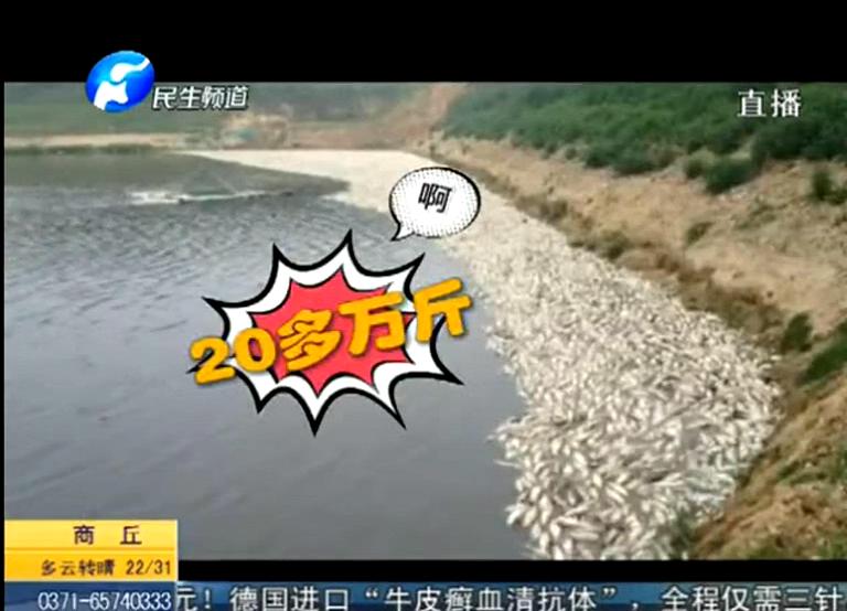 20萬斤魚翻肚因缺氧？