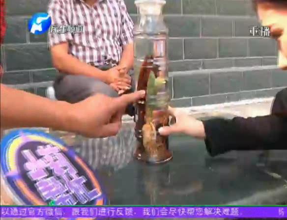 神奇！泡酒人參發(fā)芽長樹葉