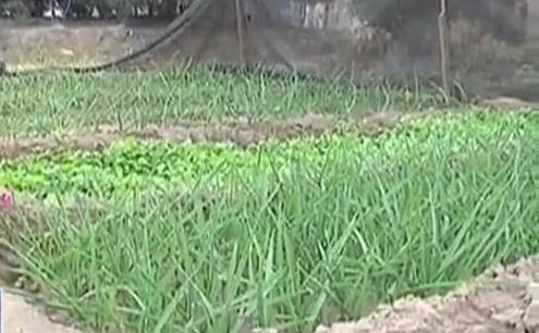 生態(tài)廊道變菜園 誰干的？