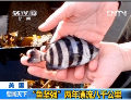 美國：“魚堅強(qiáng)”兩年漂流八千公里