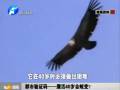 都市驗(yàn)證碼——鷹活40歲會(huì)蛻變？