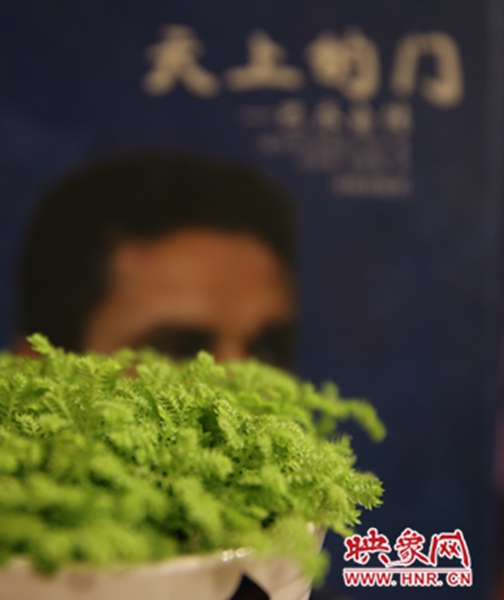 書(shū)架上精心布置的綠色植物。
