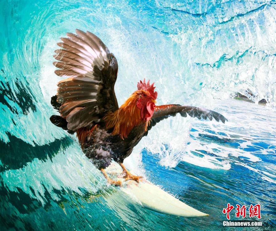 有趣！英國一公司推出公雞日歷